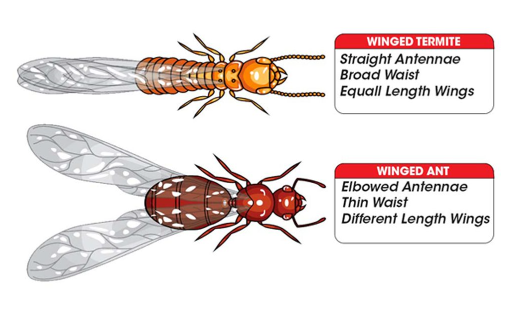 How to tell the difference between termites and ants